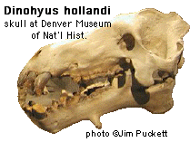 Dinohyus skull