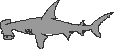 A printout of a hammerhead shark.