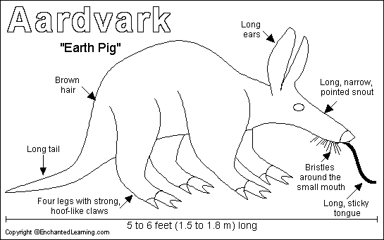 Aardvark_bw.GIF
