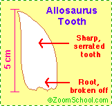 Allosaurustooth.GIF