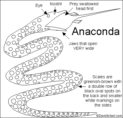 largest anaconda in world. The anaconda is the iggest