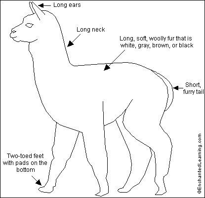 Alpaca Anatomy