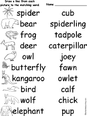 to match   animals baby their the worksheets animals 10 their names babies animal babies match and
