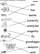 Match Words