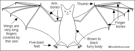 Bats Diagram