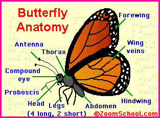Butterfly Abdomen Anatomy - EnchantedLearning.com