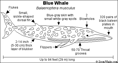 Crossword Puzzles on Comparison Of The Size Of The Blue Whale And Other Interesting