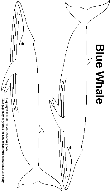 Blue Whale Print-out - Enchanted Learning