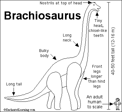 Dinosaur Coloring Sheets on Brachiosaurus Was An Herbivore  A Plant Eater  It Probably Ate The