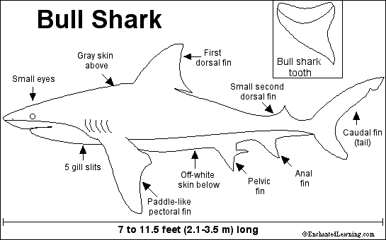 bull shark teeth. Bull Shark