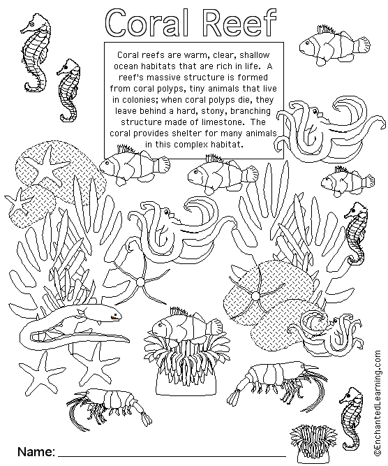 ocean ecosystem coloring pages free - photo #44