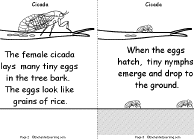 Eggs Laid, Nymphs Hatch