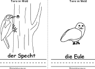 Woodpecker, Owl