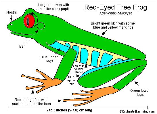 diagram of circulatory system of frog. Circulatory System Of Frog