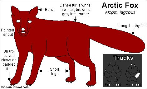Arctic Fox Printout- EnchantedLearning.com