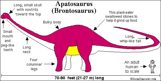Apatosaurus Printout- ZoomDinosaurs.com