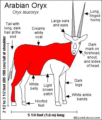 Oryx Printout- EnchantedLearning.com