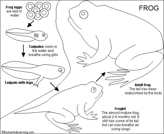 tadpole coloring pages - photo #41