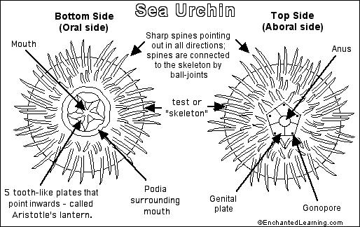 sea-urchin-enchanted-learning-software