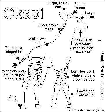 Okapi Printout- EnchantedLearning.com