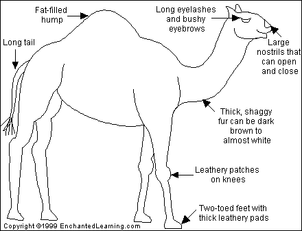 Camels are large mammals that
