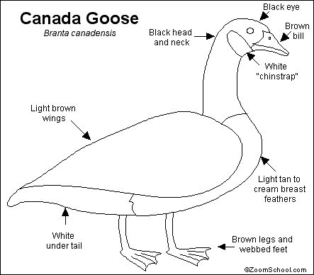Canada Goose jackets sale official - Canada Goose Printout- EnchantedLearning.com