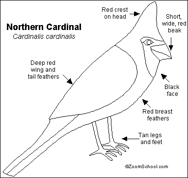 Cardinal Bird on Cardinals