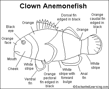 Fish Coloring on Clown Fish Printout  Enchanted Learning Software