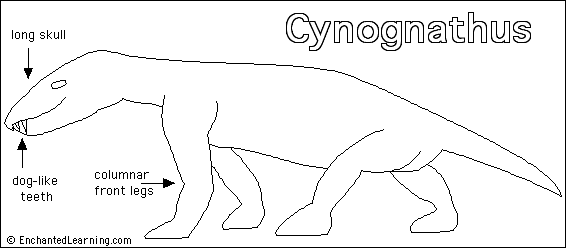 cynognathus fossils