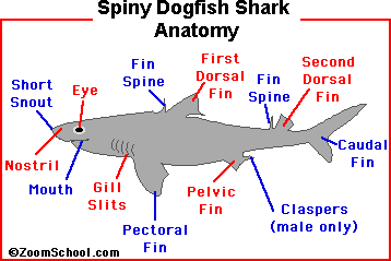 Dogfish+shark+anatomy