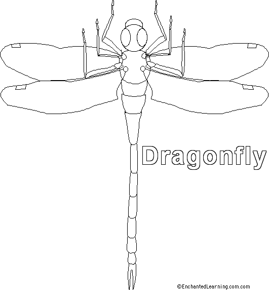 Dragonfly Printout Big