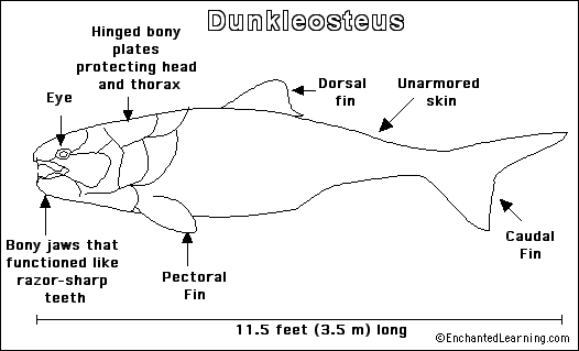 dunkleosteus. Dunkleosteus was the biggest