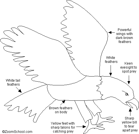 Anatomy Coloring Sheets on The Bald Eagle Haliaeetus Leucocephalus Is A Magnificent Bird Of