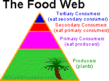 food chain consumers