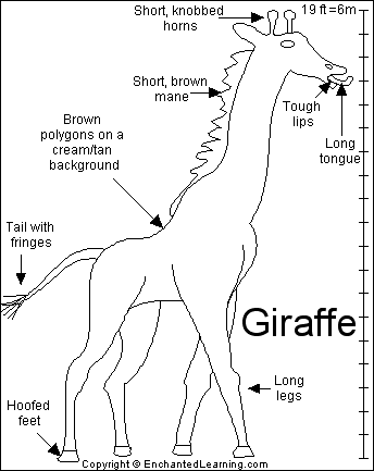 Giraffe Animal Print Backgrounds