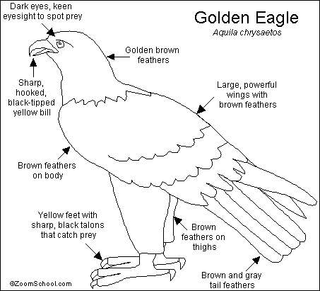 golden eagle bird. The Golden Eagle, Aquila