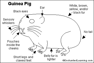  Coloring on Guinea Pig Printout  Enchantedlearning Com