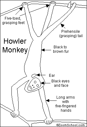 The Howler Monkey is the