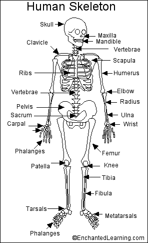Human Skeleton Printout - EnchantedLearning.com