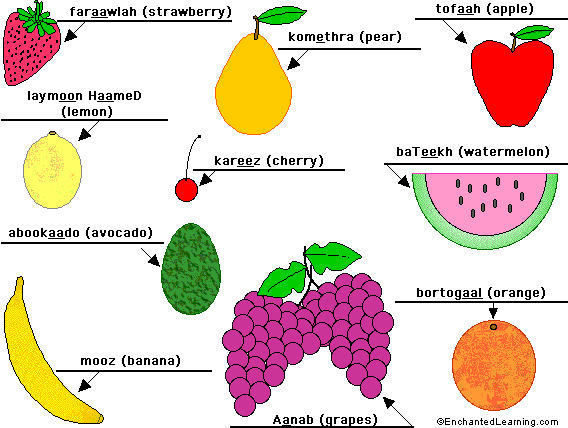 Label the fruit in Arabic - answers