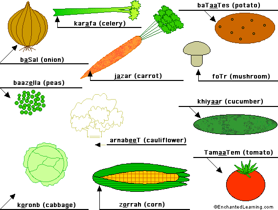 Label the vegetables in Arabic - answers