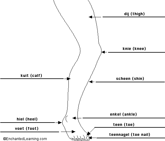 Label the Leg in Dutch - answers