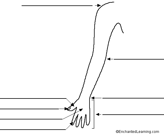 Label the Arm in English Printout - EnchantedLearning.com
