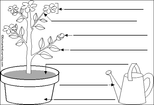 Label the flowering plant in English