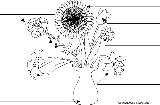Label the flowers in English