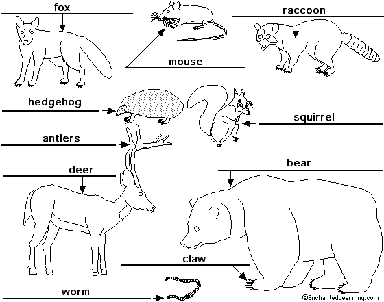 Label forestanimals in English - answers