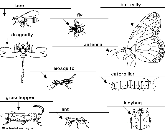Insects to label