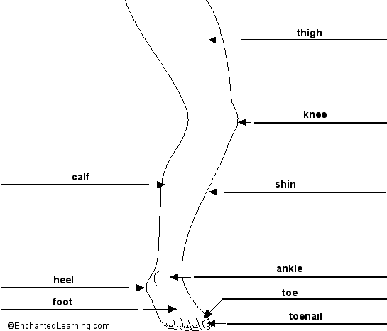 Label the Leg in English - answers
