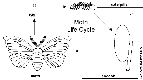 moth lifecycle to label