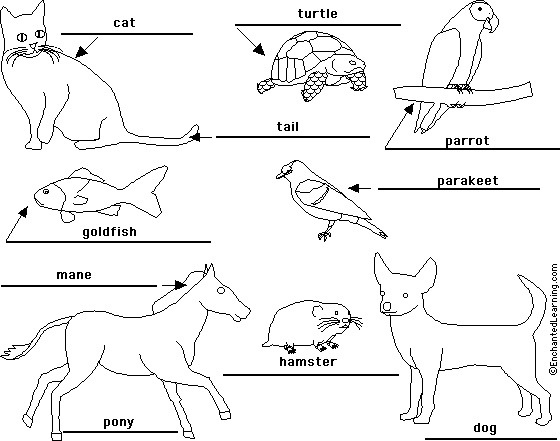 Label pets in English - answers